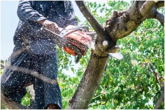 tree services Hayward